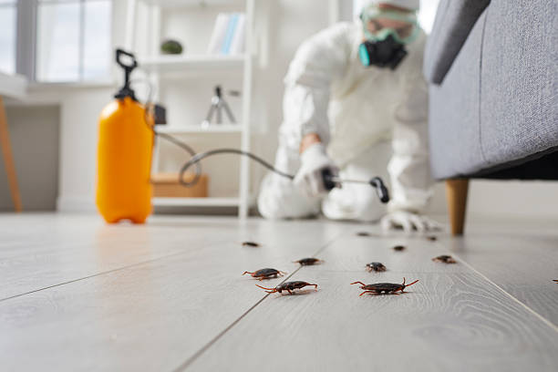 Commercial Kitchen Cockroach Control in Taft